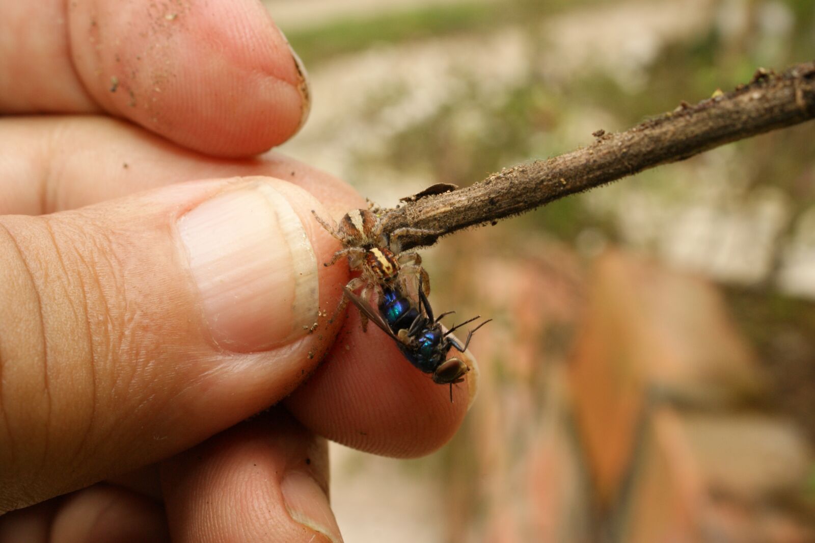 Sony Alpha DSLR-A390 sample photo. Nature, insects, spider photography