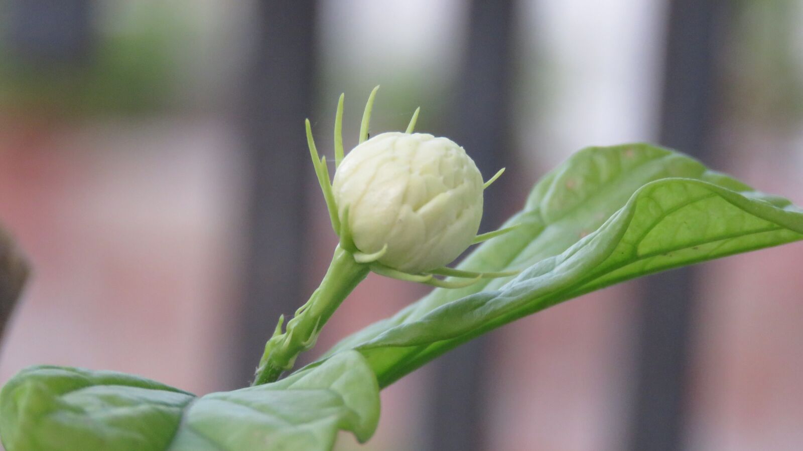 Canon PowerShot SX60 HS sample photo. Mogre flower, mogra flower photography