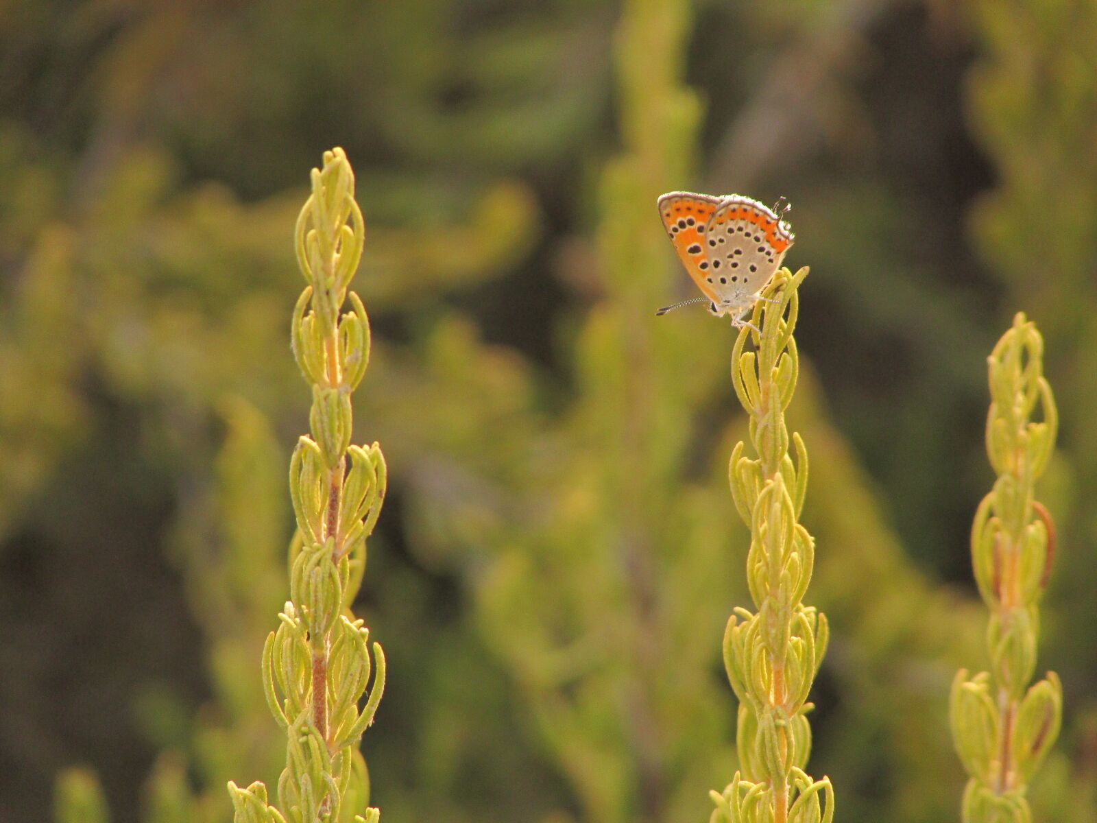 Canon PowerShot SX400 IS sample photo. Butterfly, nature, insects photography