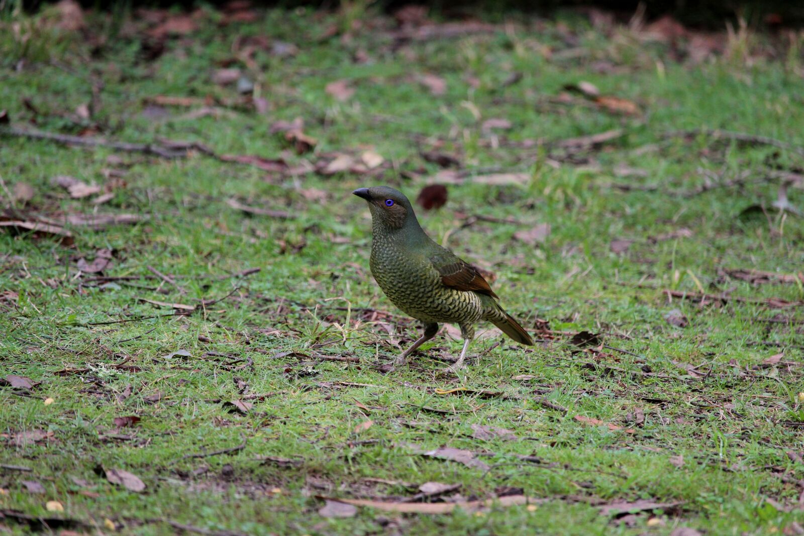 Canon EF-S 55-250mm F4-5.6 IS STM sample photo. Bower, bird, satin photography