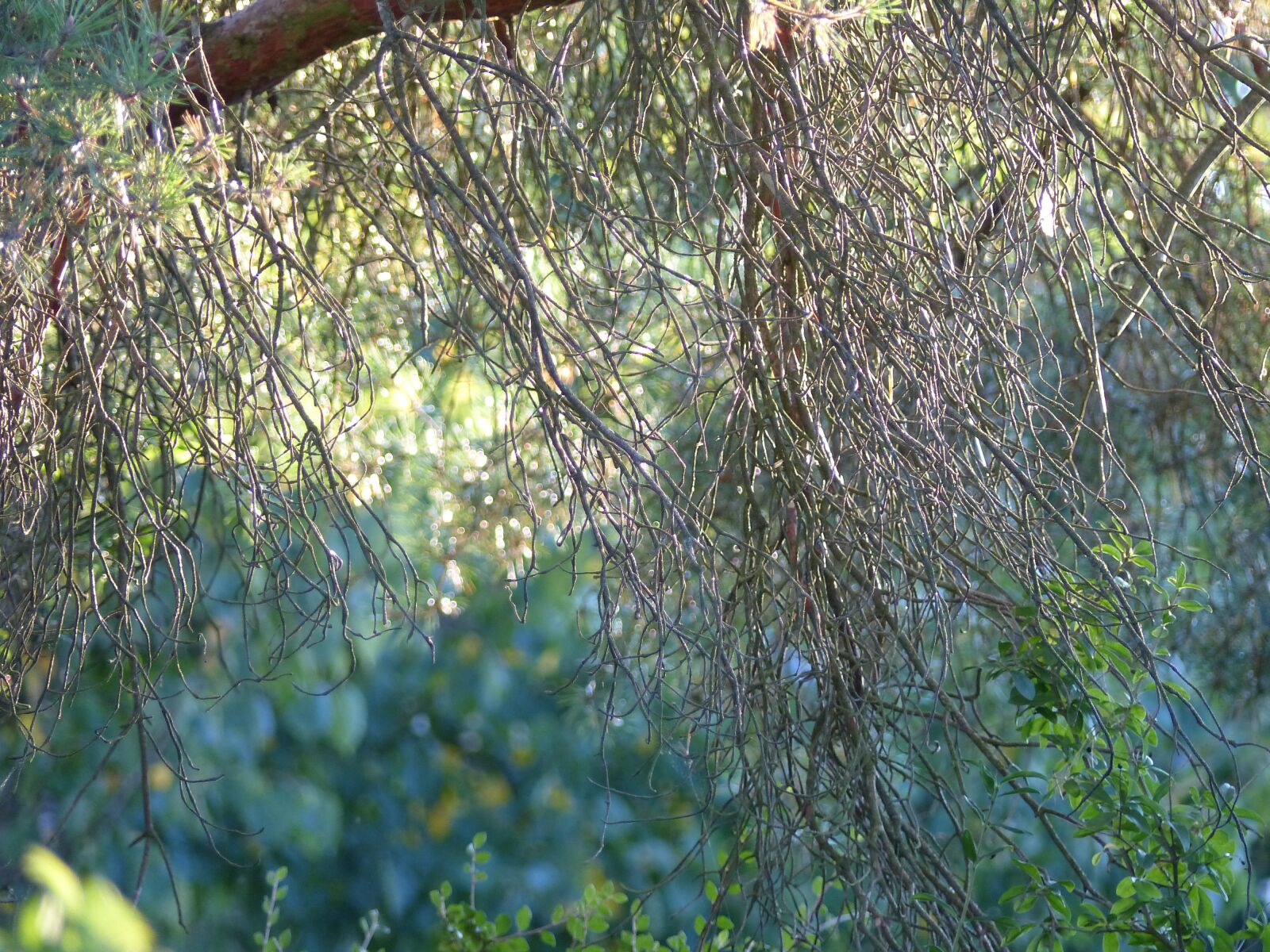 Panasonic Lumix DMC-FZ200 sample photo. Nature, trees, natural photography