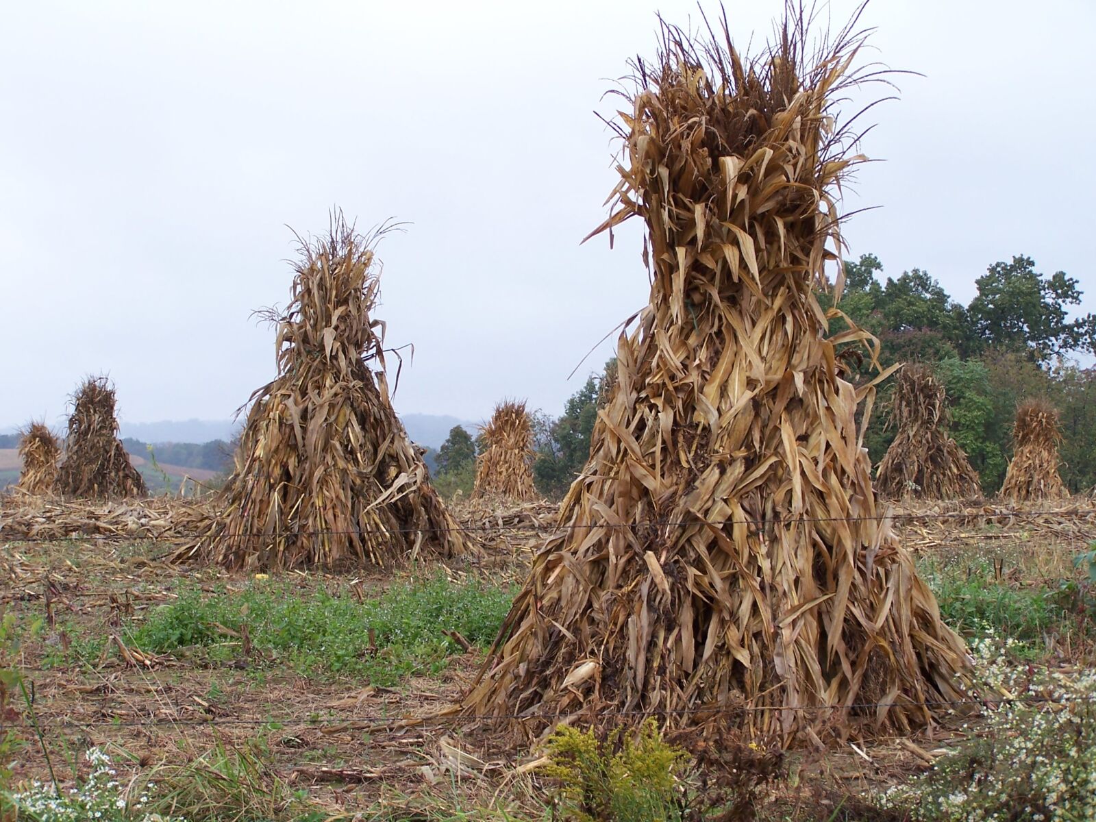 Kodak DX7590 ZOOM DIGITAL CAMERA sample photo. Amish, corn, shocks photography