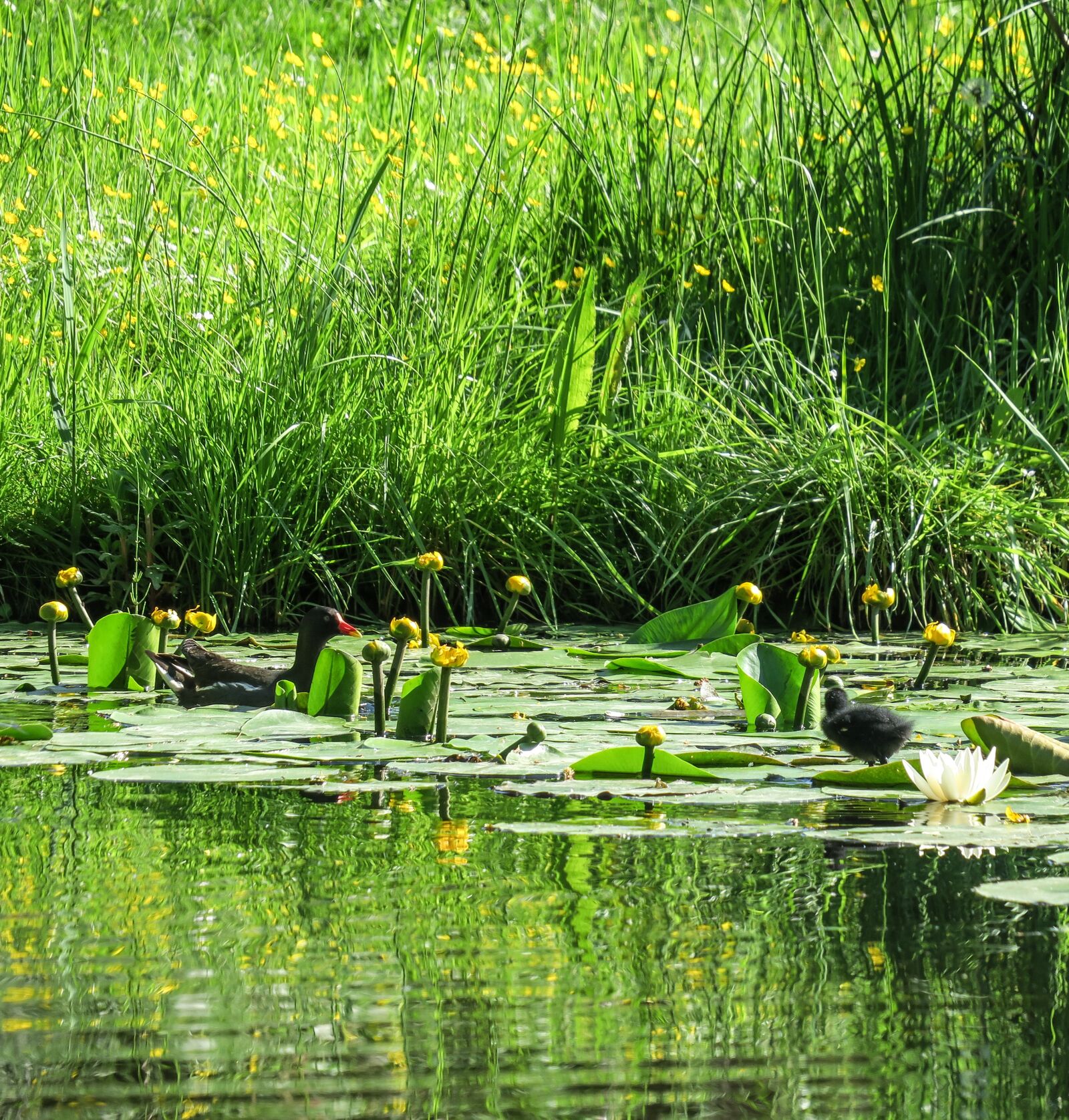 Canon PowerShot G3 X sample photo. Waterfowl, moorhen, common moorhen photography