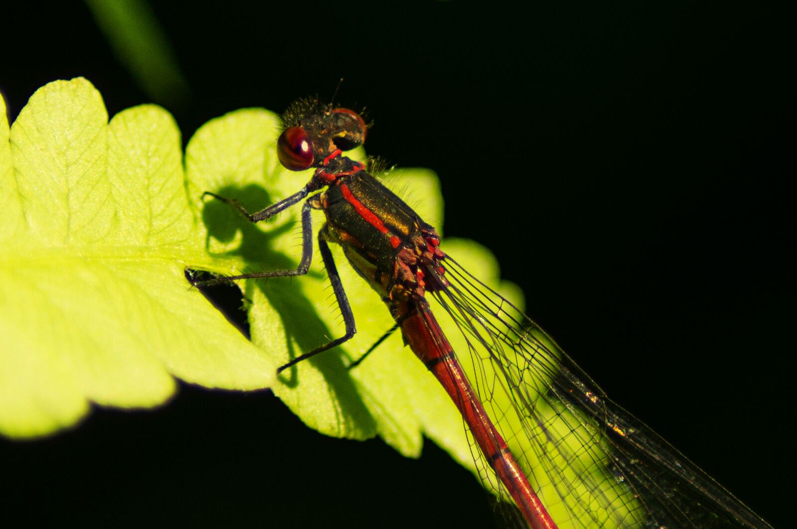 Sony SLT-A57 sample photo. Early adonis dragonfly, dragonfly photography