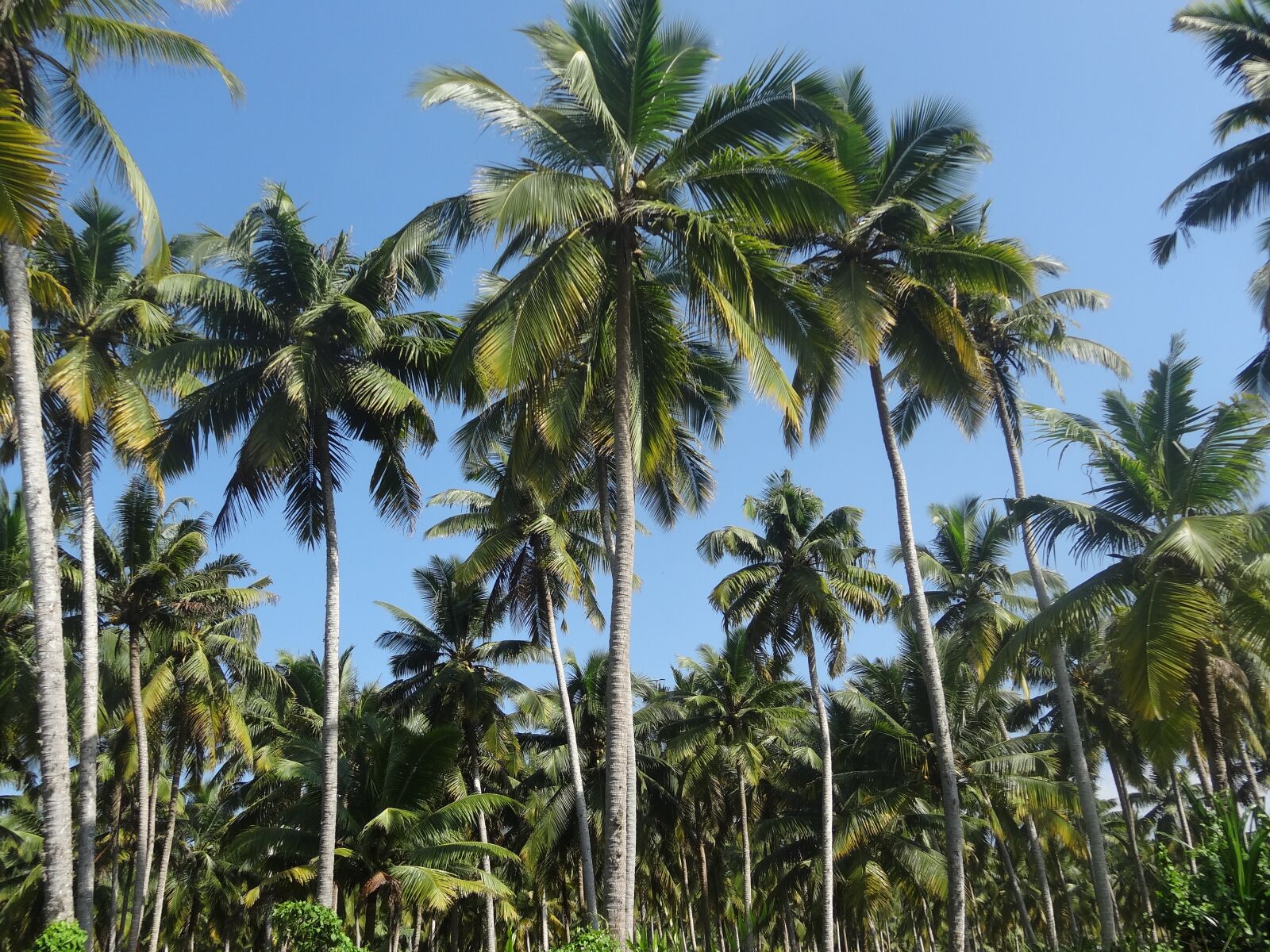 Sony Cyber-shot DSC-HX10V sample photo. Coconut tree, plantation, coconut photography