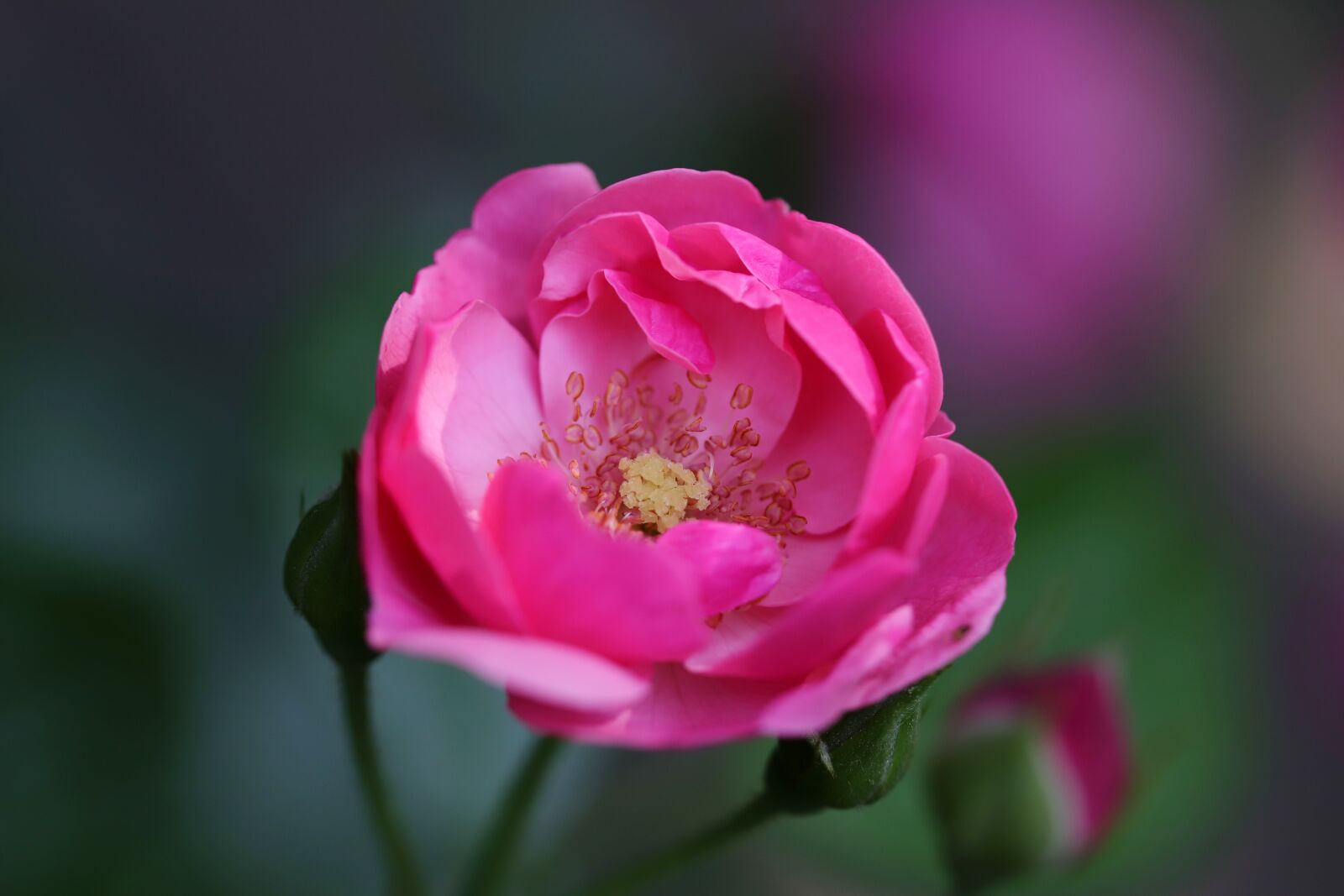 Canon EOS 6D Mark II sample photo. Rose, roses flowers, flowers photography