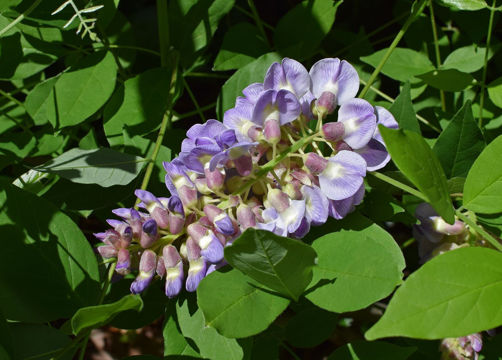 Nikon D3300 sample photo. Wisteria, flower, blossom photography