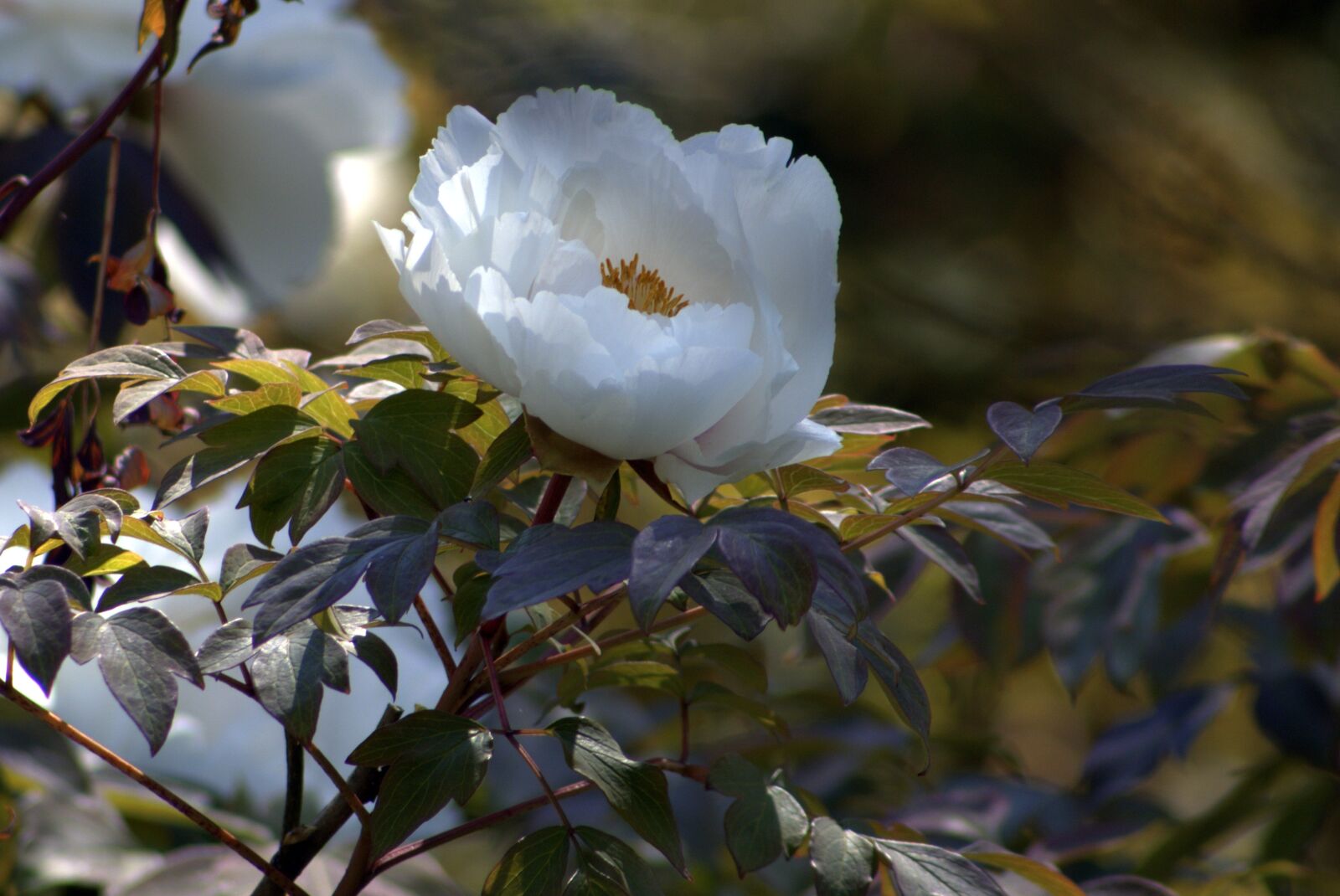 Canon EF75-300mm f/4-5.6 sample photo. Nature, tree, flower photography