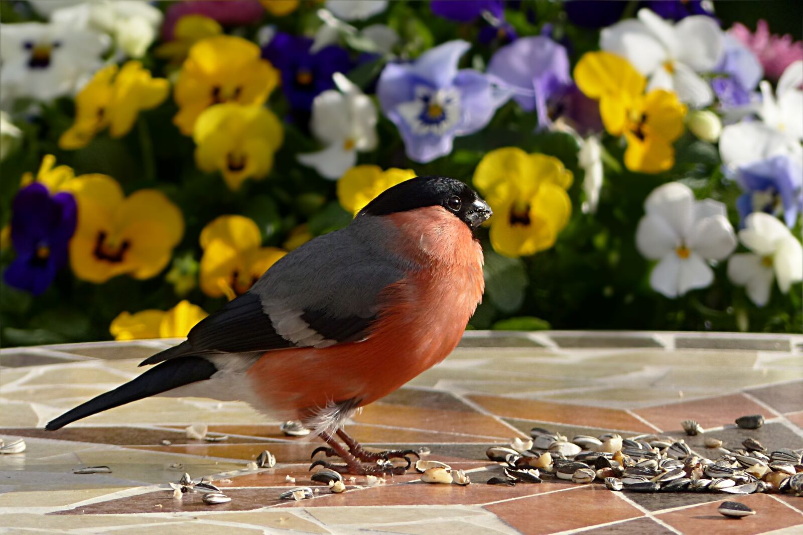 Panasonic Lumix DMC-FZ200 sample photo. Bird, bullfinch, pyrrhula photography