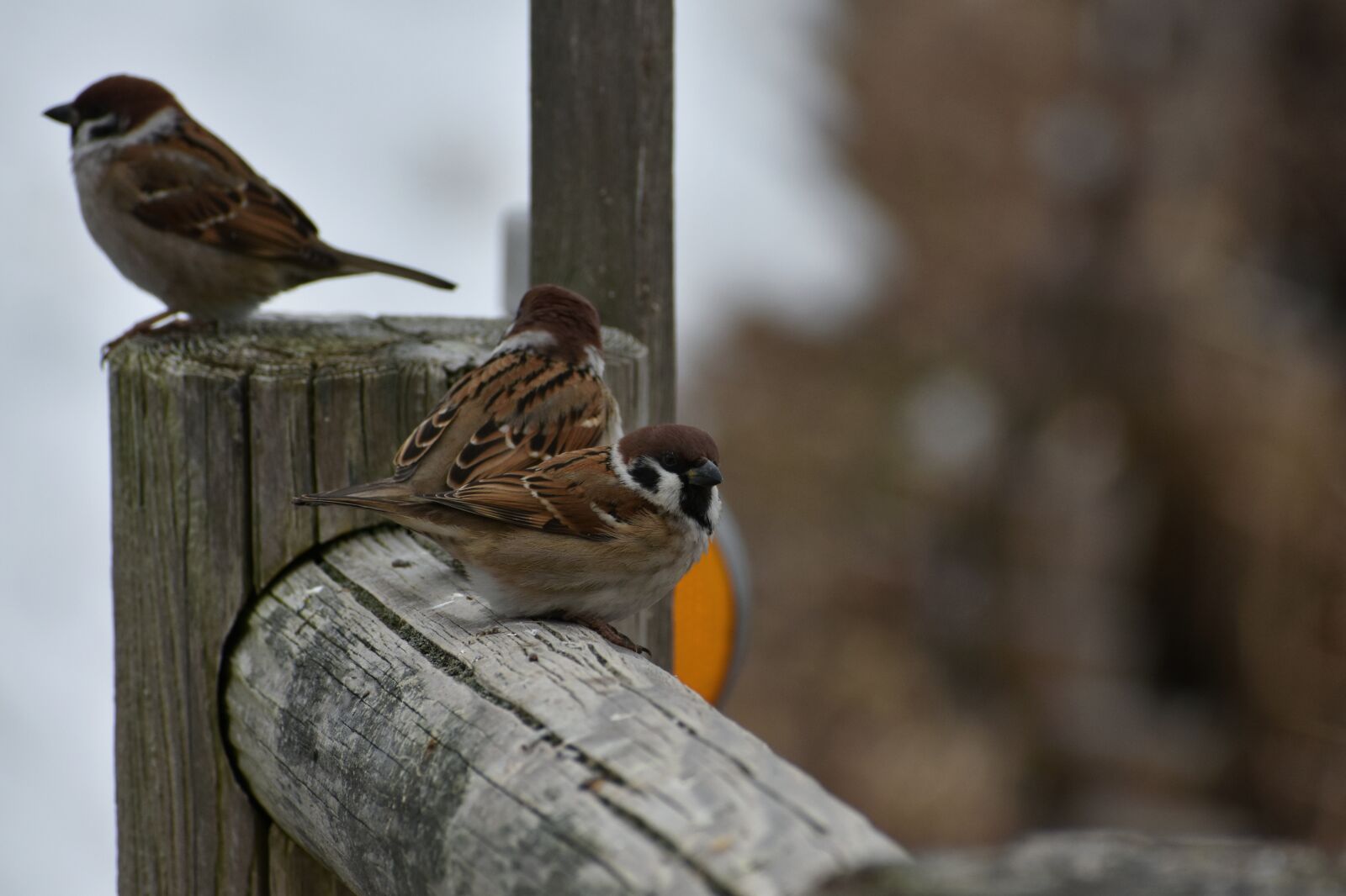 Nikon D7200 sample photo. Animal, wood, bird photography
