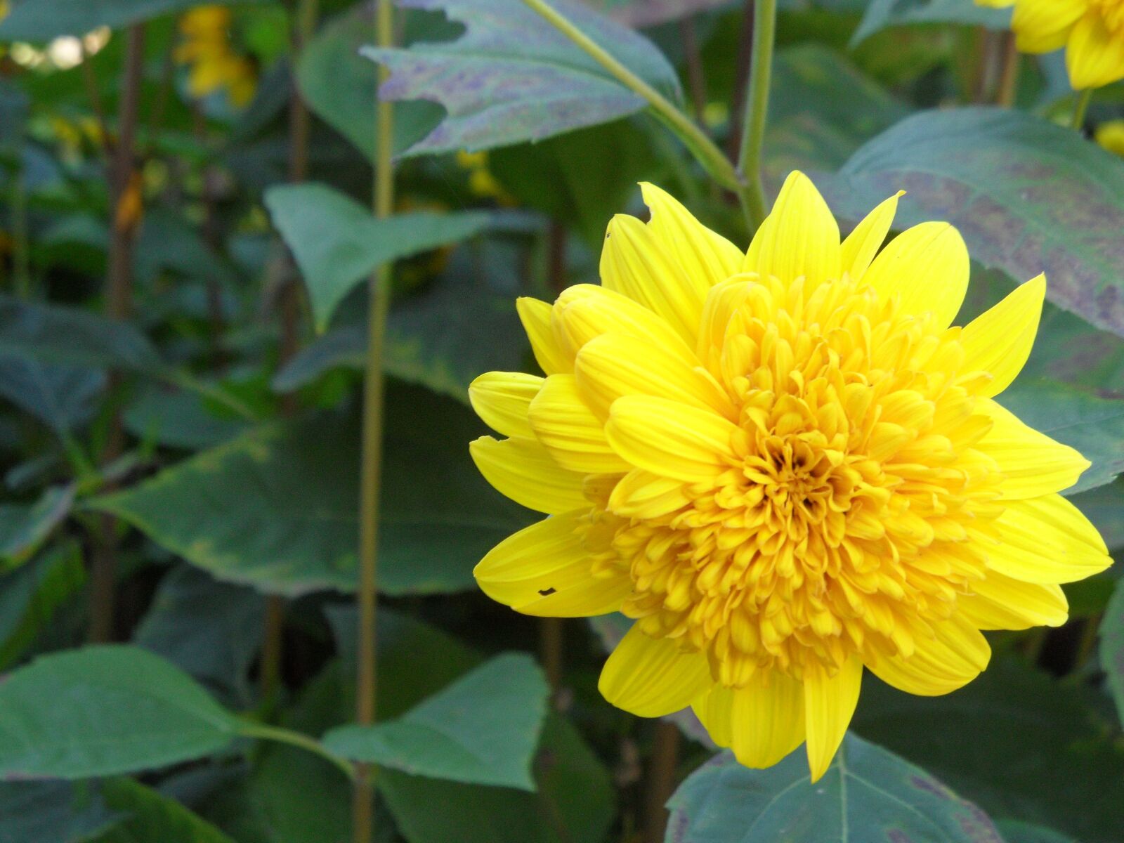 Samsung WB600 / VLUU WB600 /  WB610 sample photo. Yellow, flower, floral photography