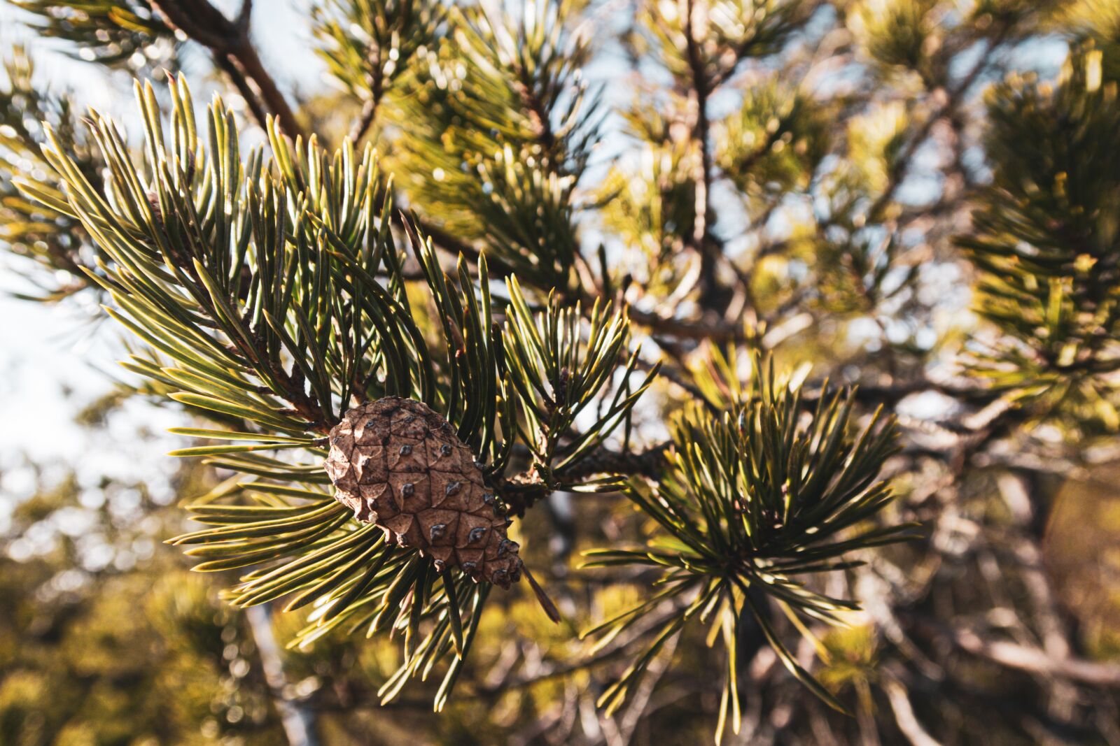 Canon PowerShot G7 X Mark II sample photo. Pine cone, closeup, forest photography