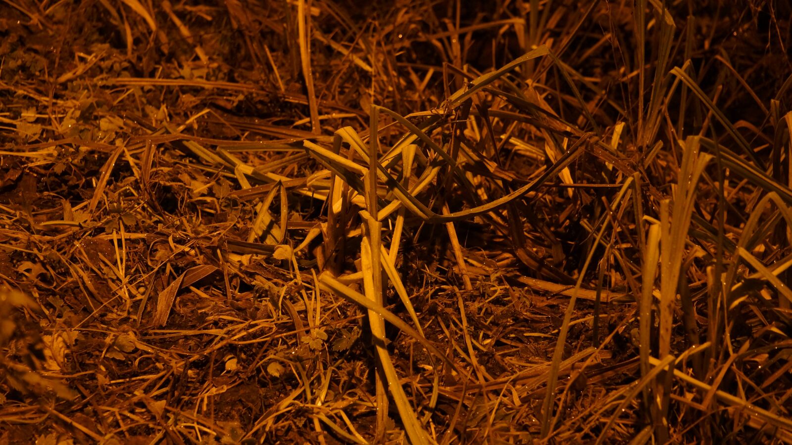 Sony Alpha NEX-7 sample photo. Grass, heinänkorsia, autumn photography
