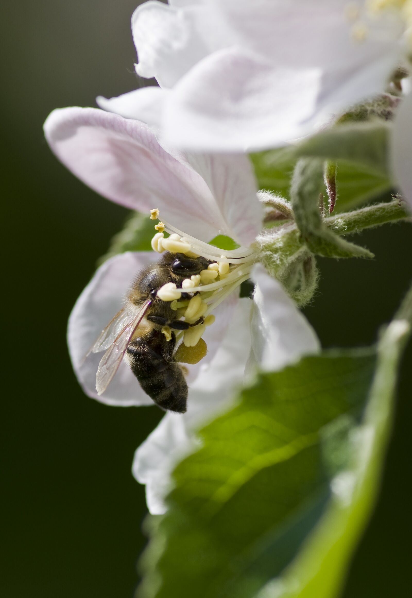 Pentax K-30 sample photo. Apple blossom, blossom, bloom photography