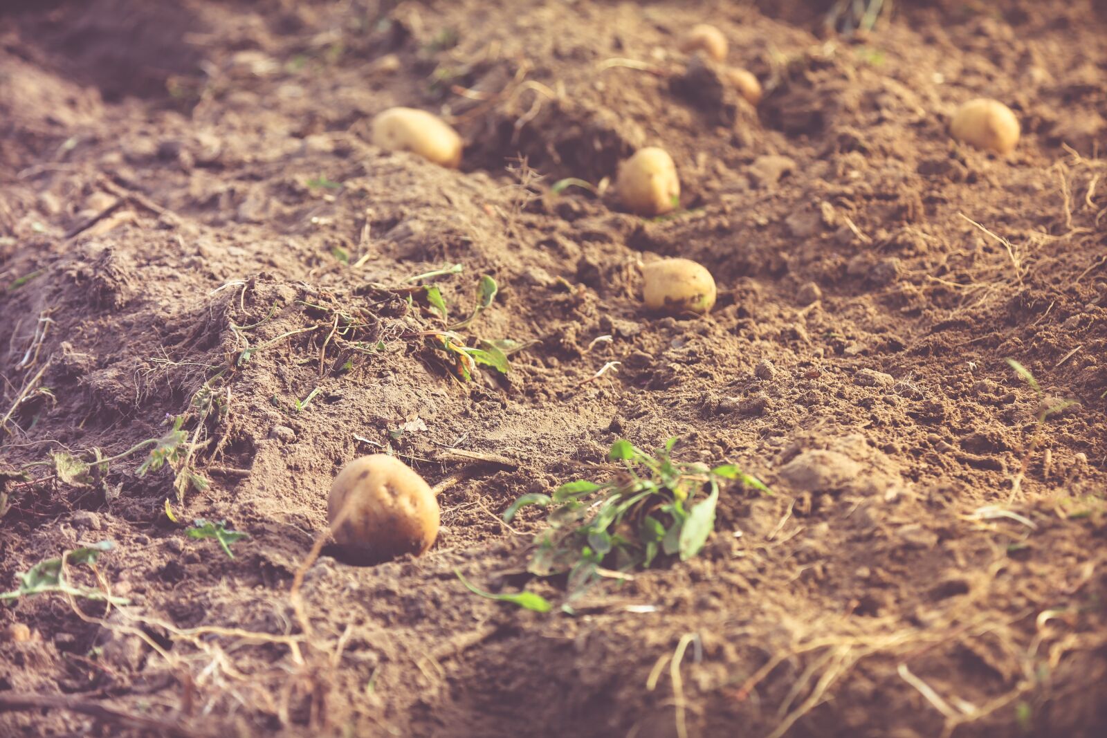 Canon EOS 6D + Canon EF 24-105mm F4L IS USM sample photo. Potato, harvest, field photography