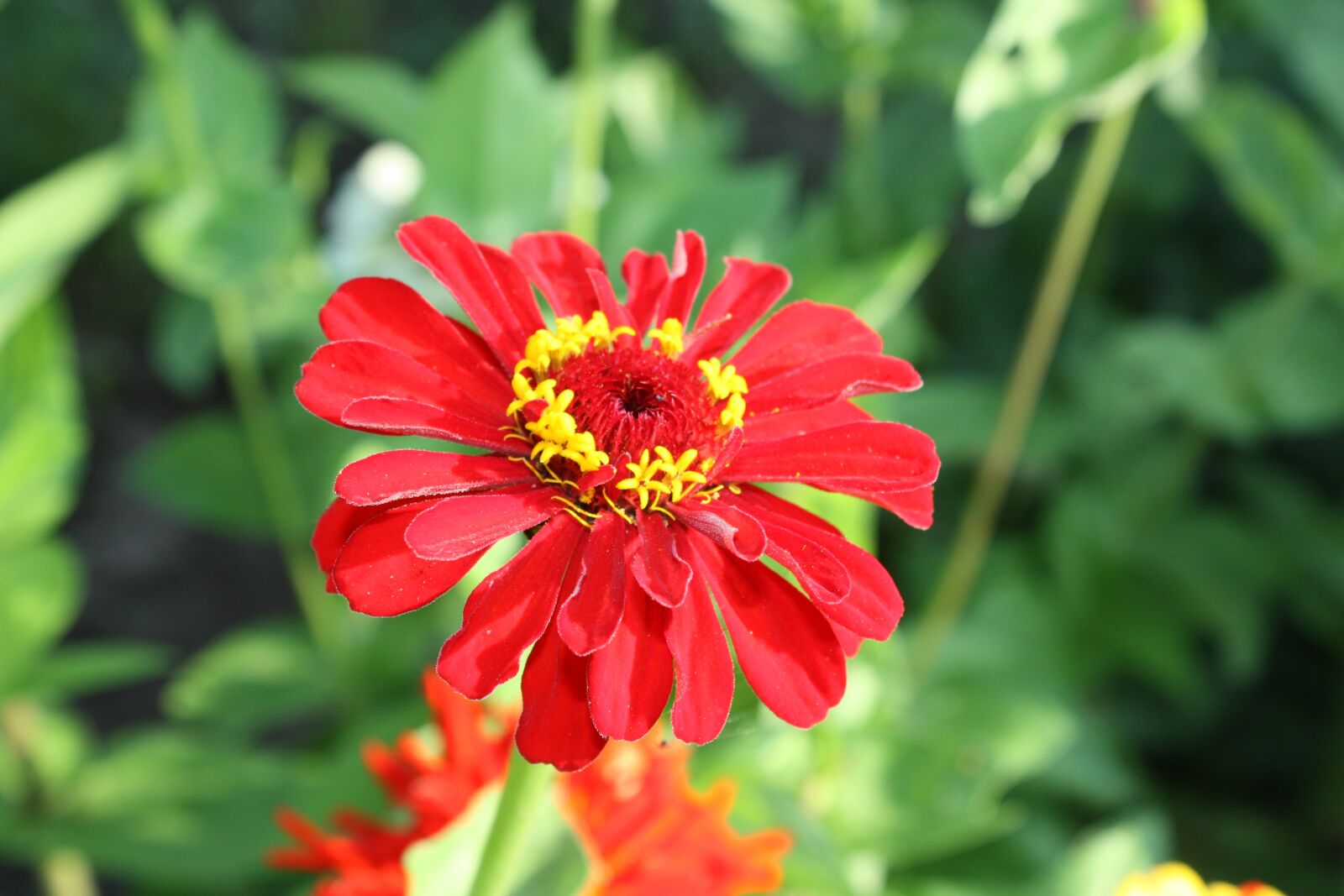 Canon EOS 450D (EOS Rebel XSi / EOS Kiss X2) sample photo. Flowers, nature, flower photography