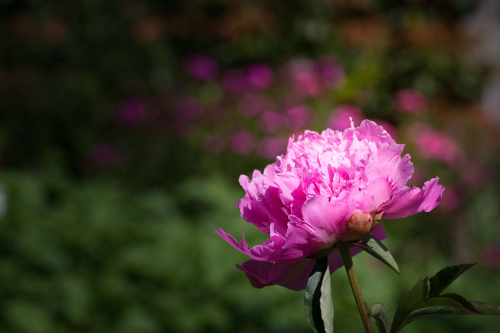 Nikon D7100 sample photo. Flower, blossom, bloom photography