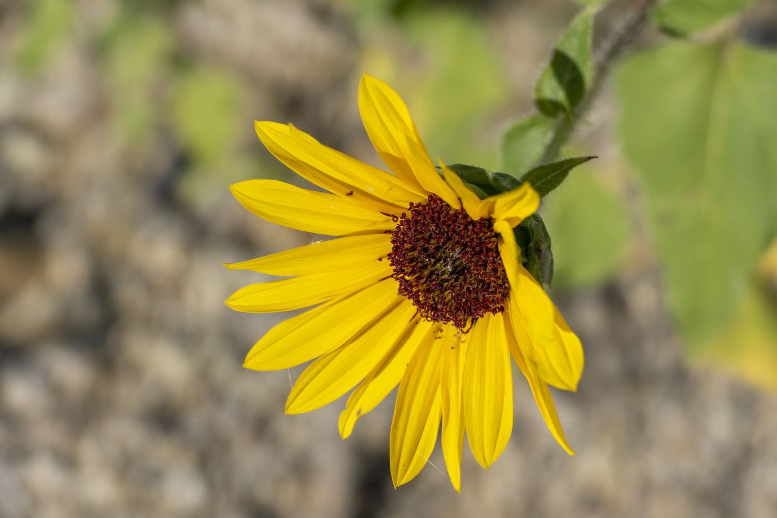 Panasonic Lumix DMC-FZ1000 sample photo. Sunflower, flower, bloom photography