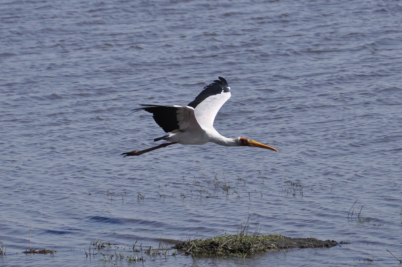 Nikon D90 sample photo. Glutton, in flight, botswana photography
