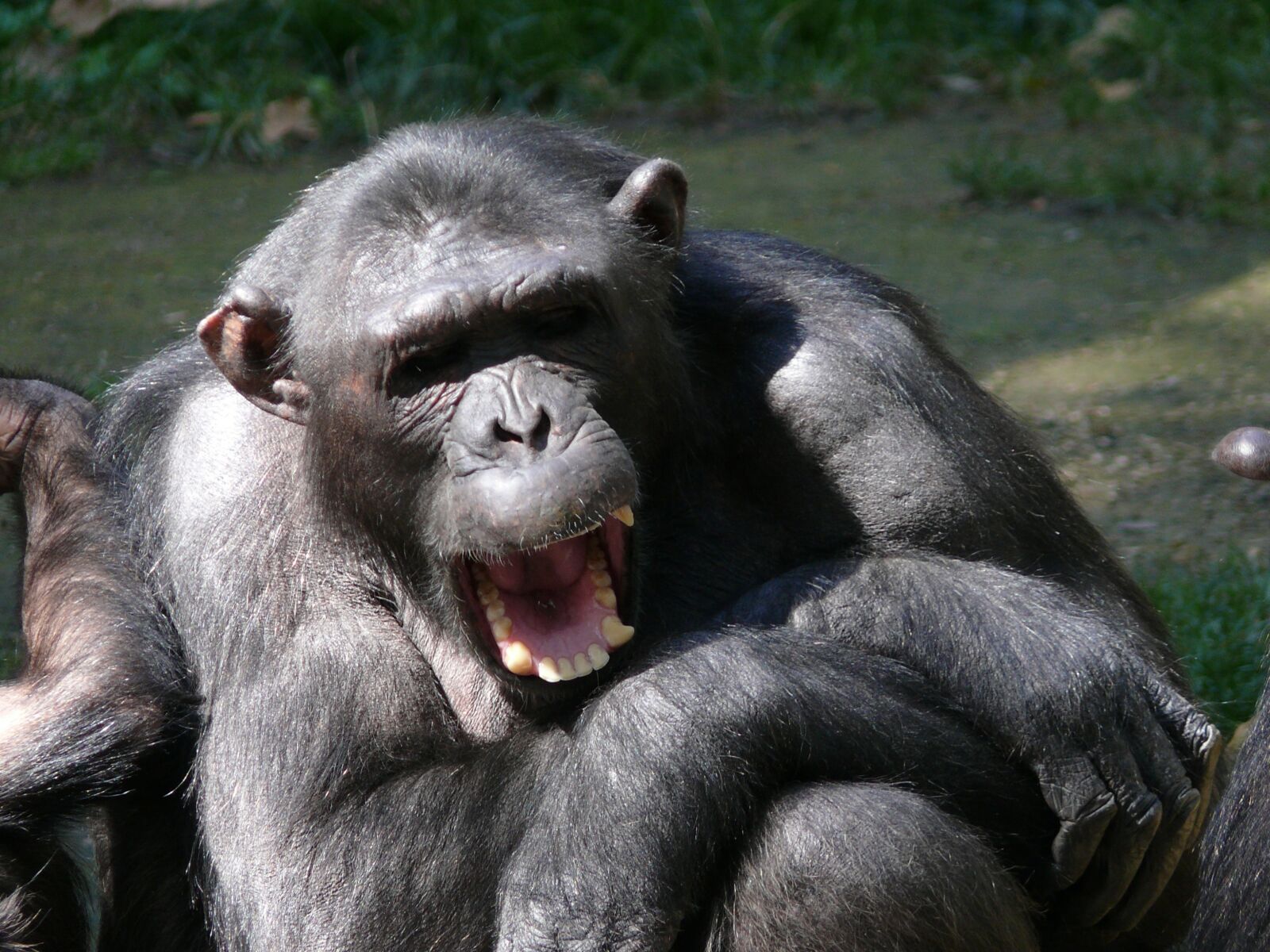 Panasonic DMC-FZ50 sample photo. Mono, animal, chimpanzee photography