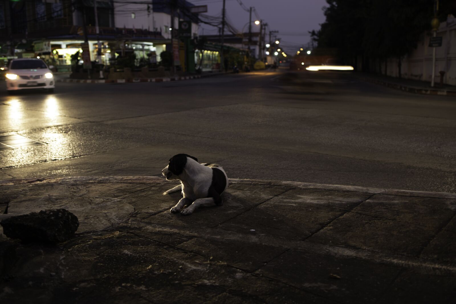 Canon EOS RP sample photo. Dog, street, night photography
