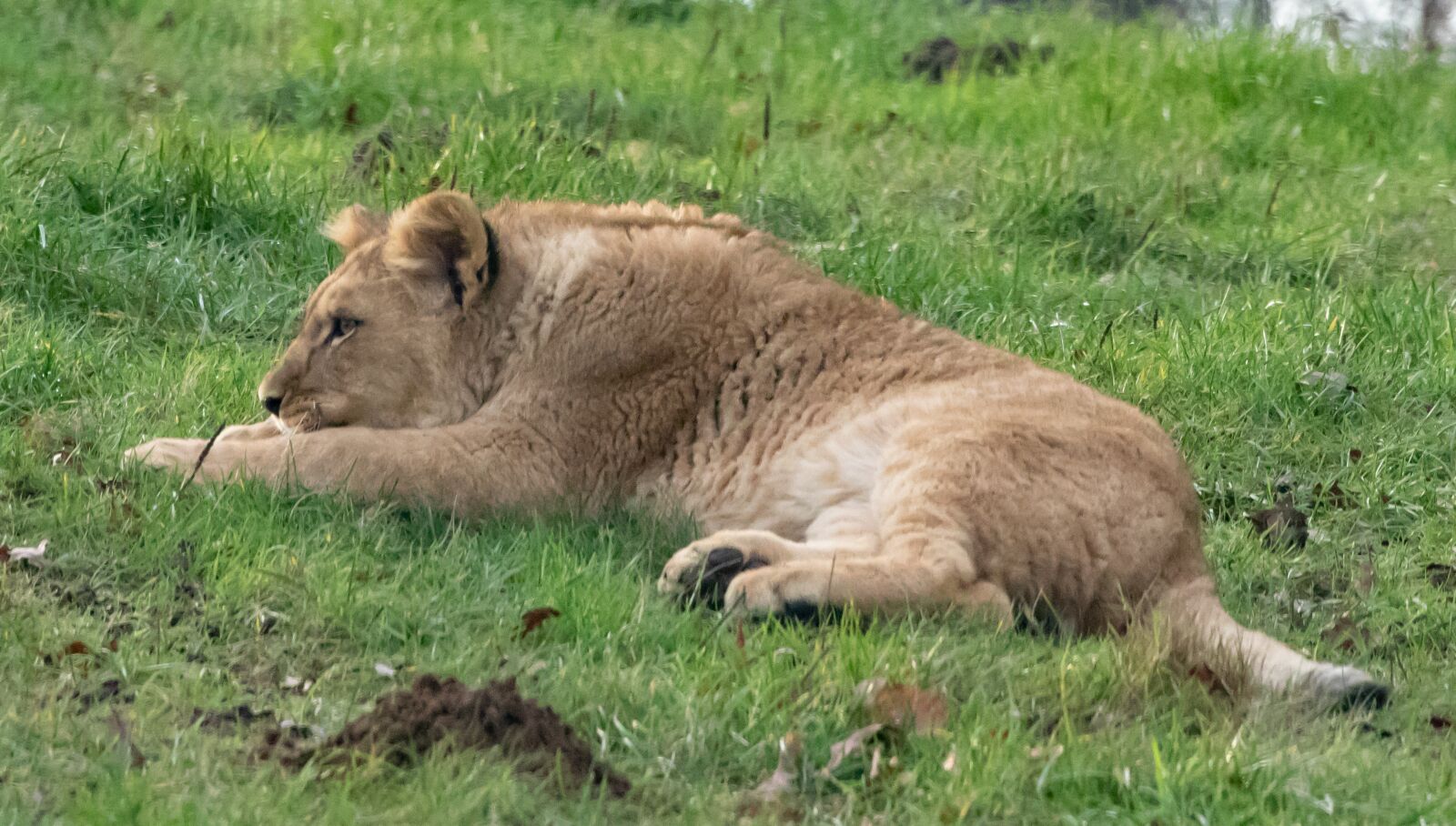 Canon EOS 7D Mark II sample photo. Lion cub, hunter, pack photography