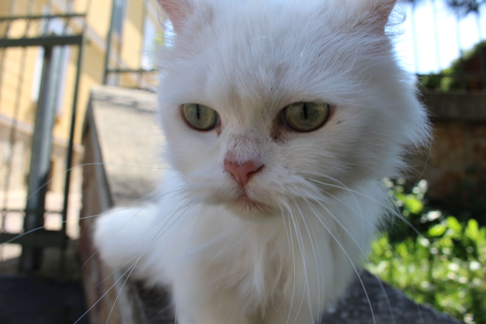 Canon EOS 100D (EOS Rebel SL1 / EOS Kiss X7) sample photo. White cat, kitten, whiskers photography