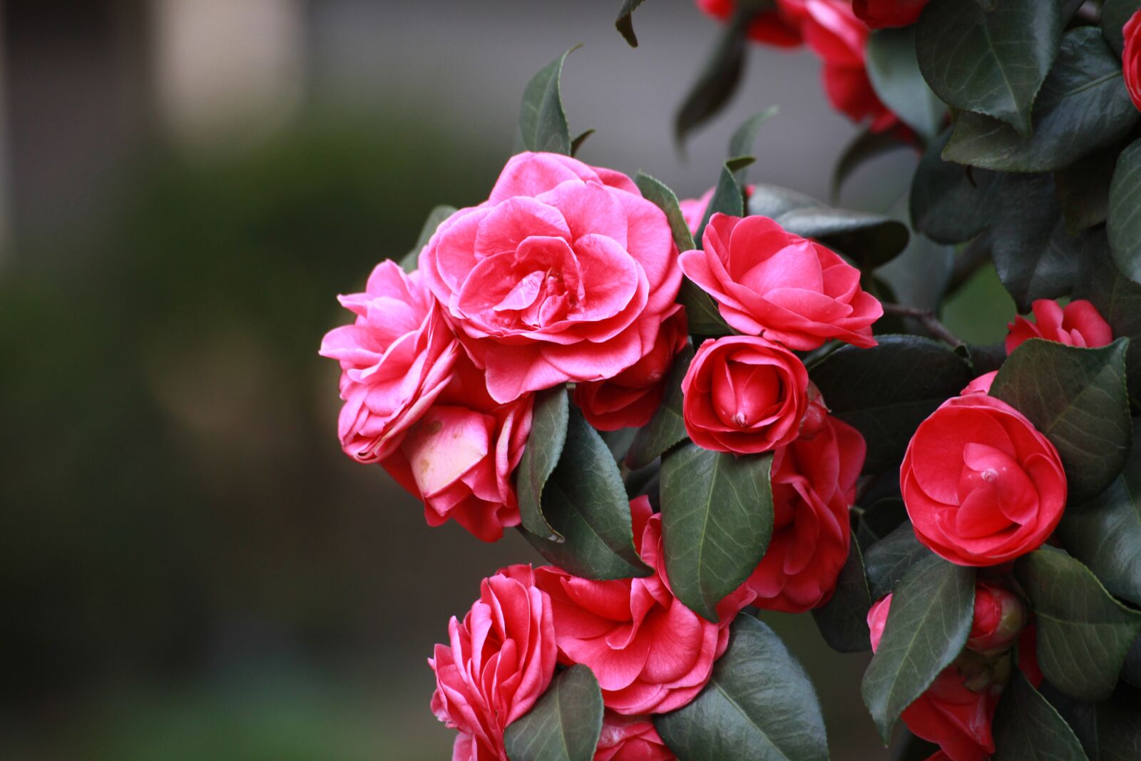 Canon EOS 5D Mark II sample photo. Camellia flower, camellia, spring photography