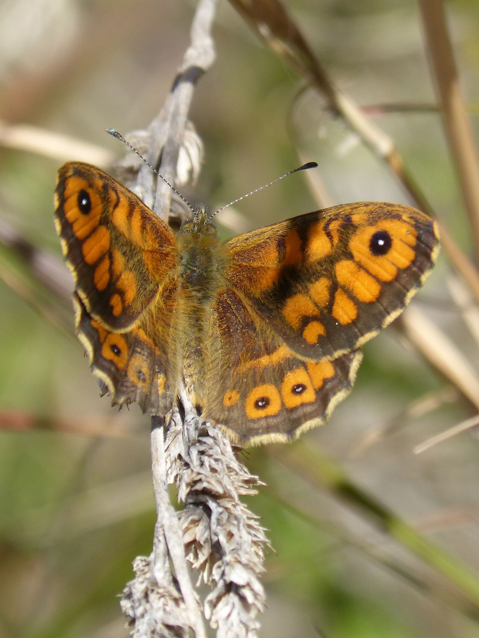 Panasonic DMC-FZ62 sample photo. Butterfly, lasiommata megera, nature photography