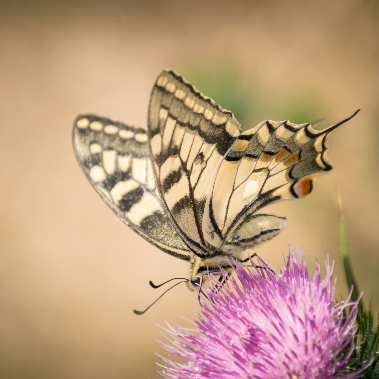 Nikon D7100 sample photo. Insect, butterfly, nature photography