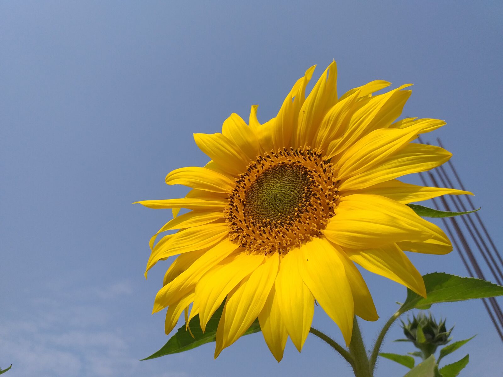 Samsung Galaxy J6+ sample photo. Flower, environment, nature photography