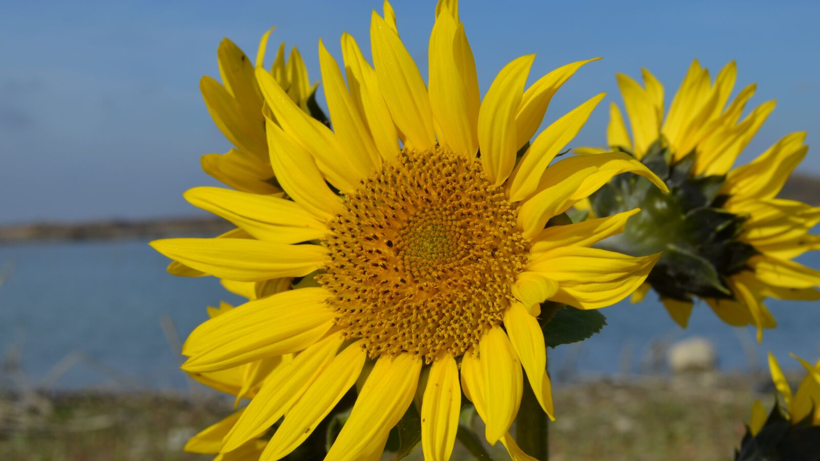 Nikon D5100 sample photo. Sunflower, lake, water photography