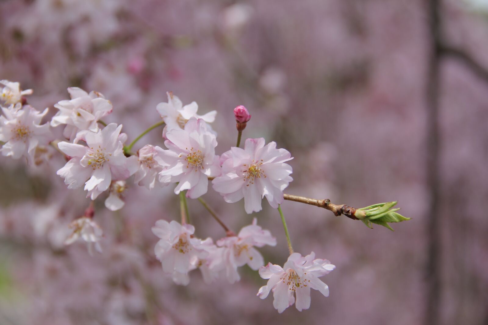 Canon EOS 60D sample photo. Flower, flora, nature photography