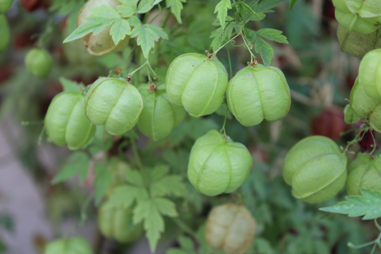 Canon EOS 1200D (EOS Rebel T5 / EOS Kiss X70 / EOS Hi) sample photo. Balloon, vine, green photography