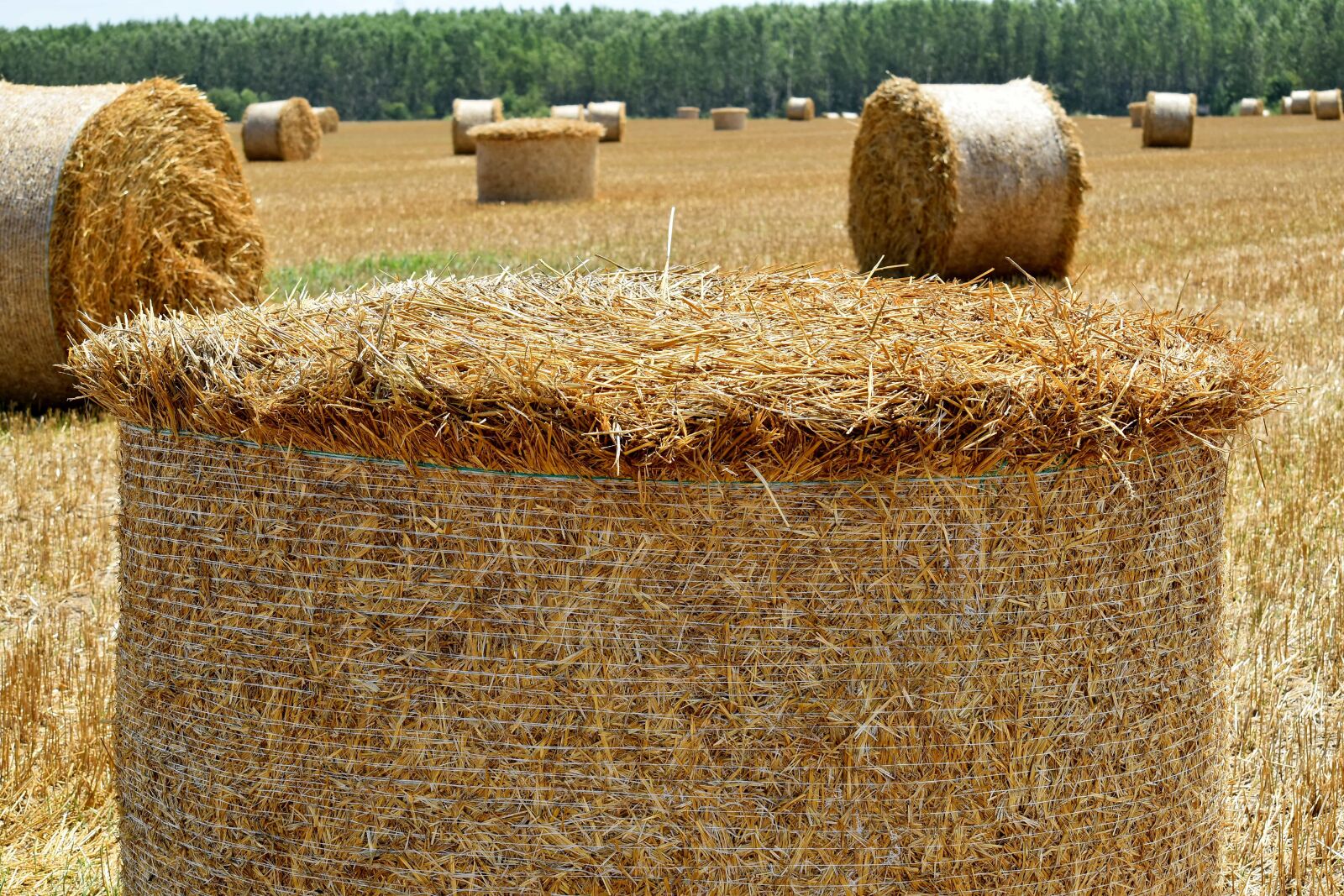 Nikon D5500 sample photo. Agriculture, bale, barley, cereal photography