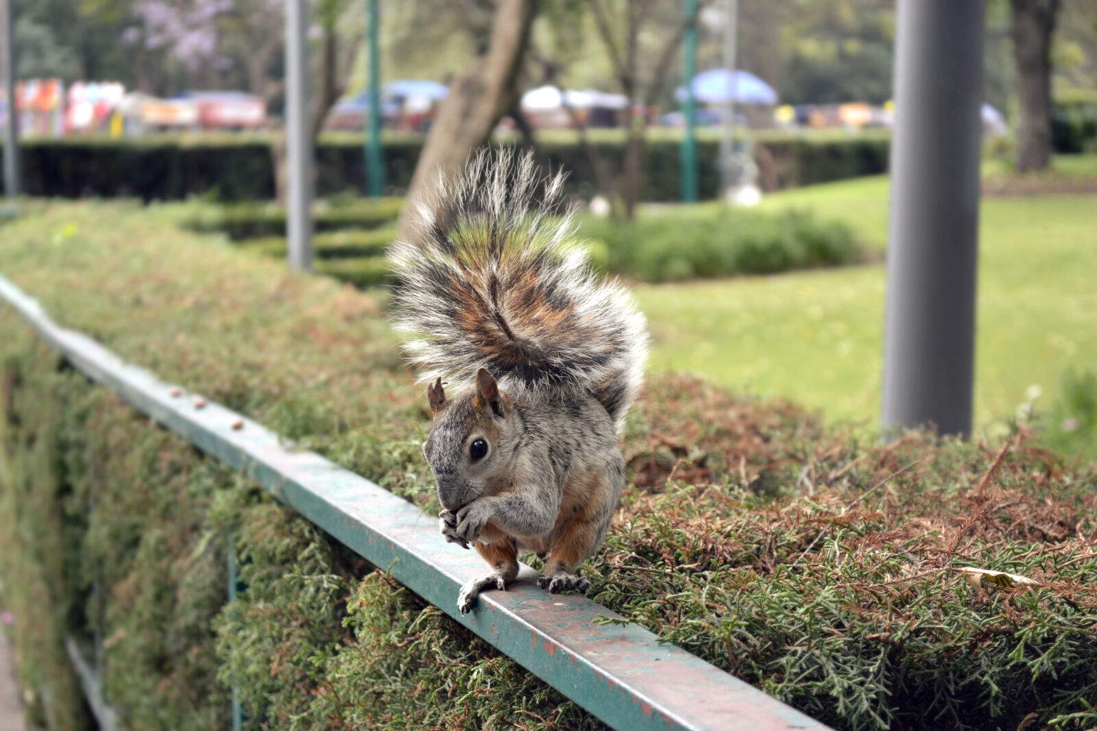 Nikon D3100 sample photo. Cute, animals, mexico, nature photography
