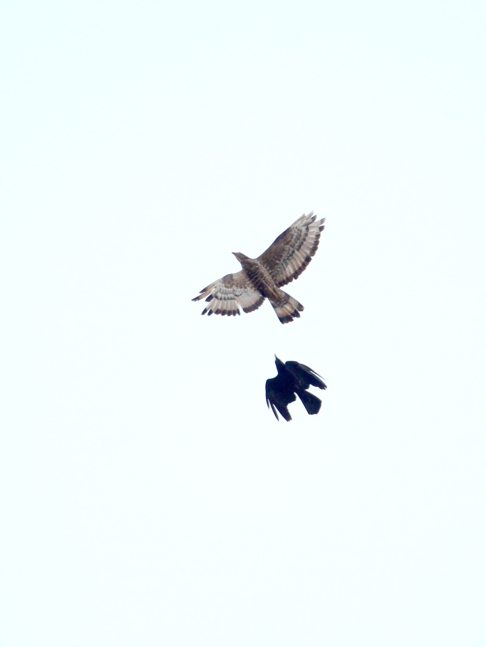 Canon EOS 1300D (EOS Rebel T6 / EOS Kiss X80) sample photo. Buzzard, avian, bird photography