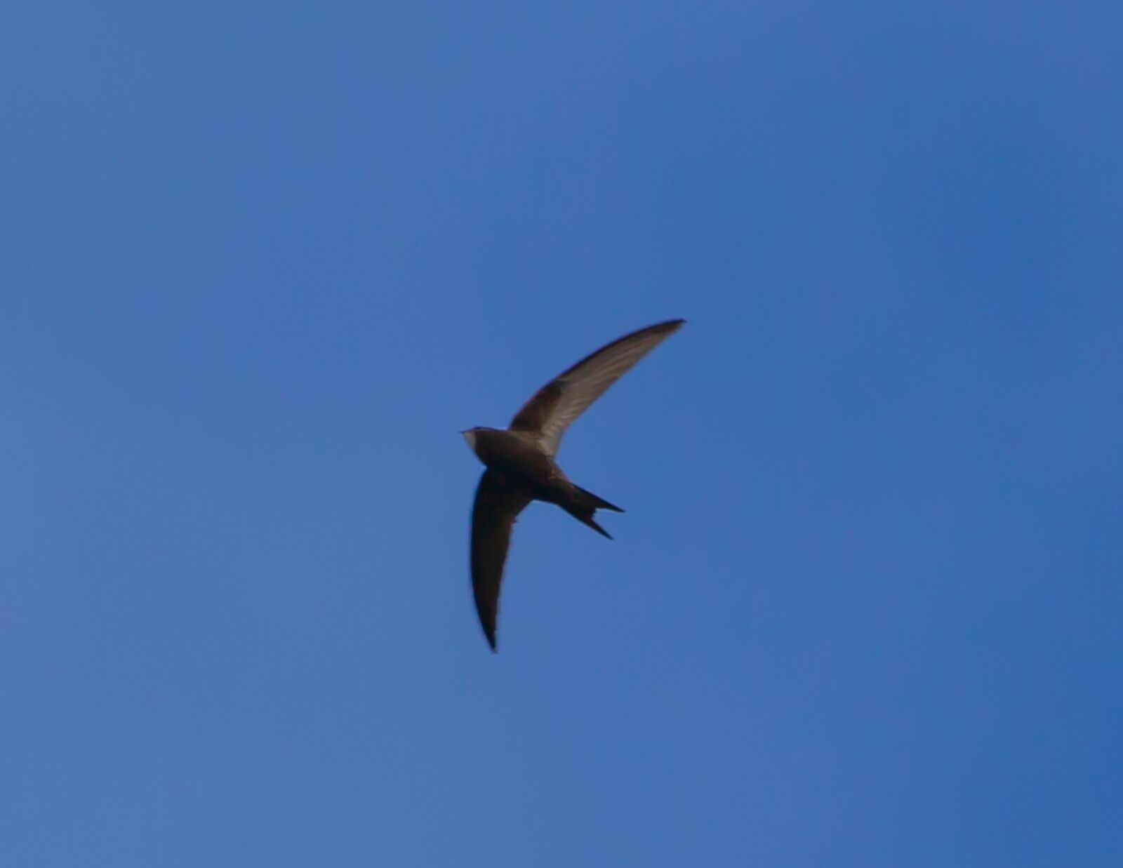 Canon EOS 5D Mark II sample photo. Swift, european swift, black photography