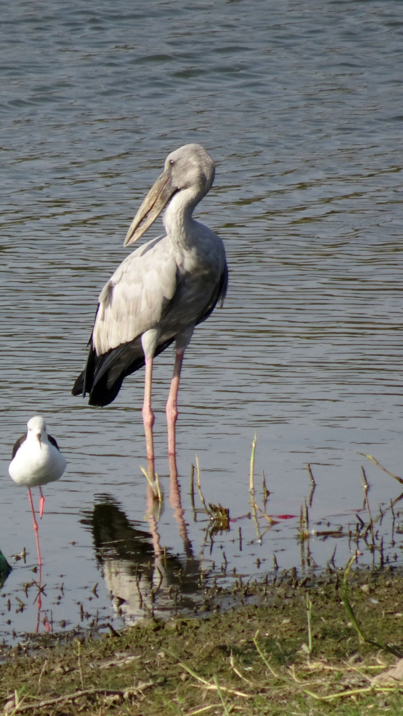Sony Cyber-shot DSC-HX90V sample photo. Bird, stork, asian openbill photography