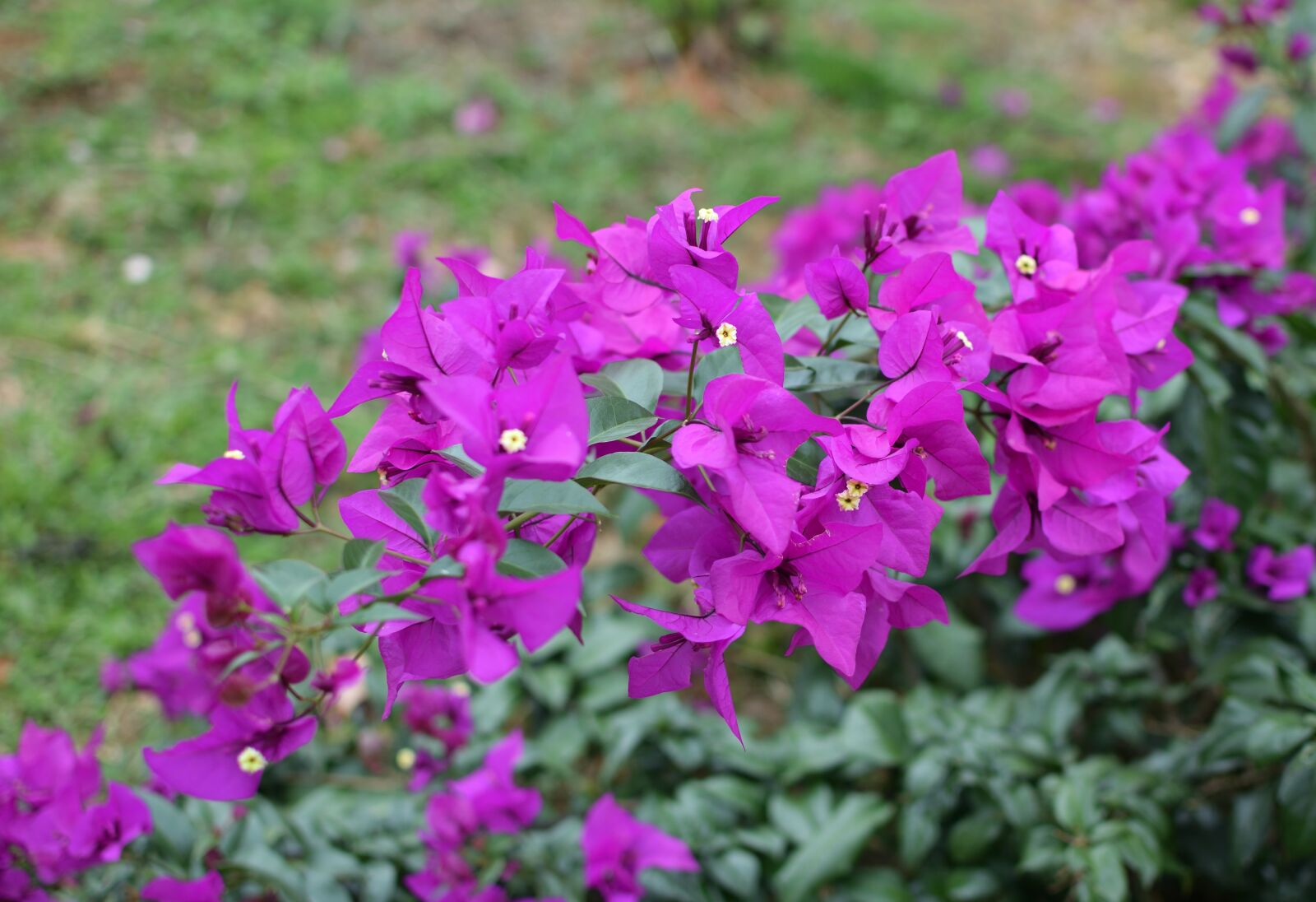Nikon D5300 sample photo. Summer, flower, petal photography