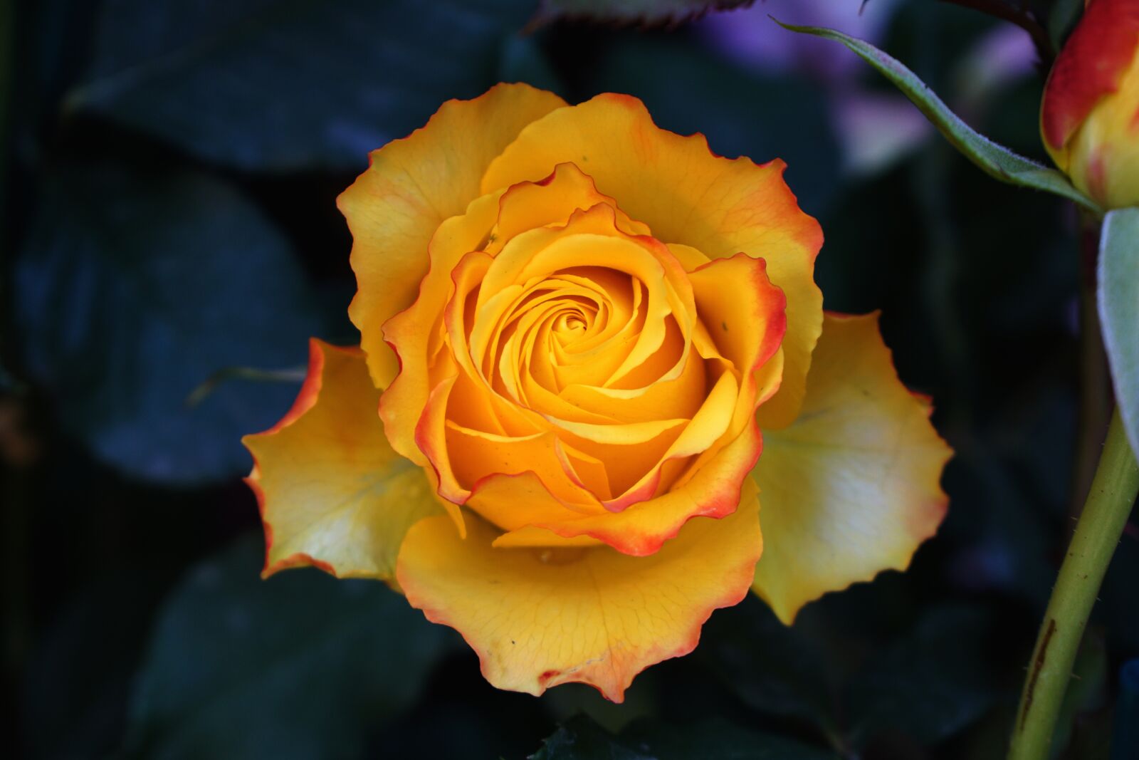 Sony a6000 sample photo. Rose, flower, petal photography