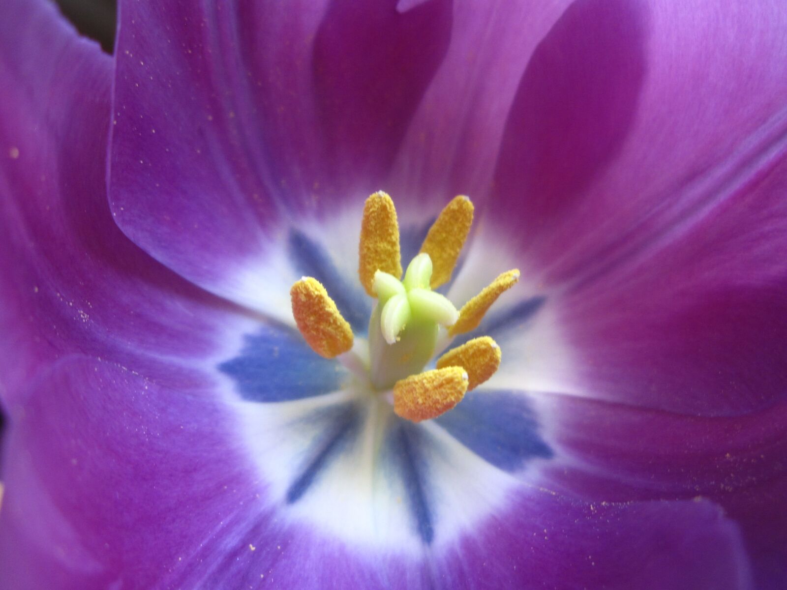 Canon PowerShot SD880 IS (Digital IXUS 870 IS / IXY Digital 920 IS) sample photo. Tulip, stamen, flower photography
