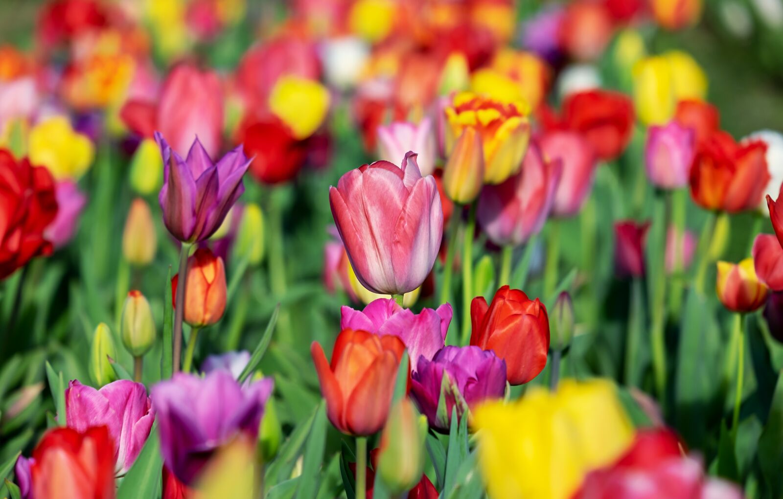 Fujifilm XF 55-200mm F3.5-4.8 R LM OIS sample photo. Tulip, pink, tulip pink photography