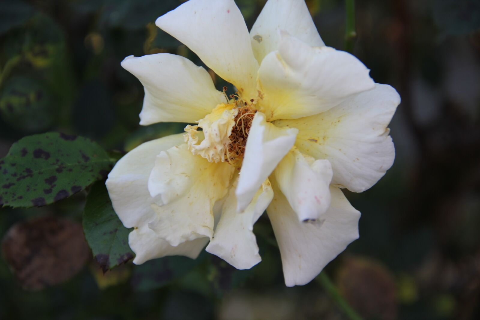 Canon EOS 550D (EOS Rebel T2i / EOS Kiss X4) sample photo. Rose, yellow, faded photography