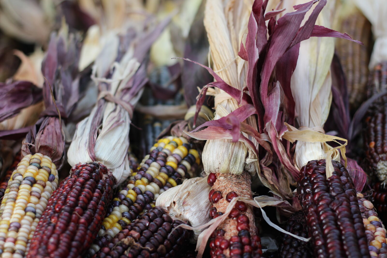 Canon EOS 1200D (EOS Rebel T5 / EOS Kiss X70 / EOS Hi) sample photo. Corn, fall, farm, october photography