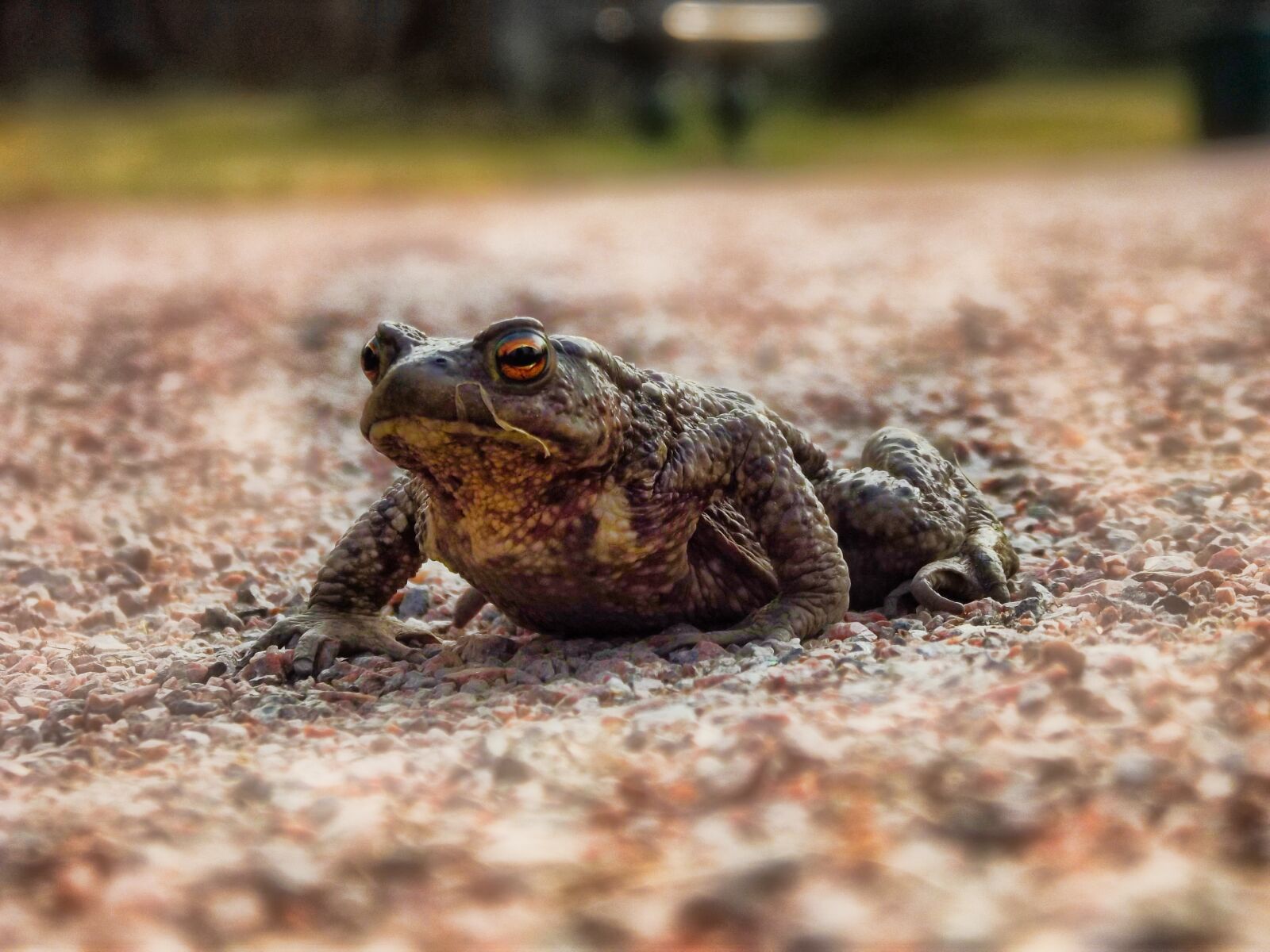 FujiFilm FinePix S2950 (FinePix S2990) sample photo. Frog, animal, green photography