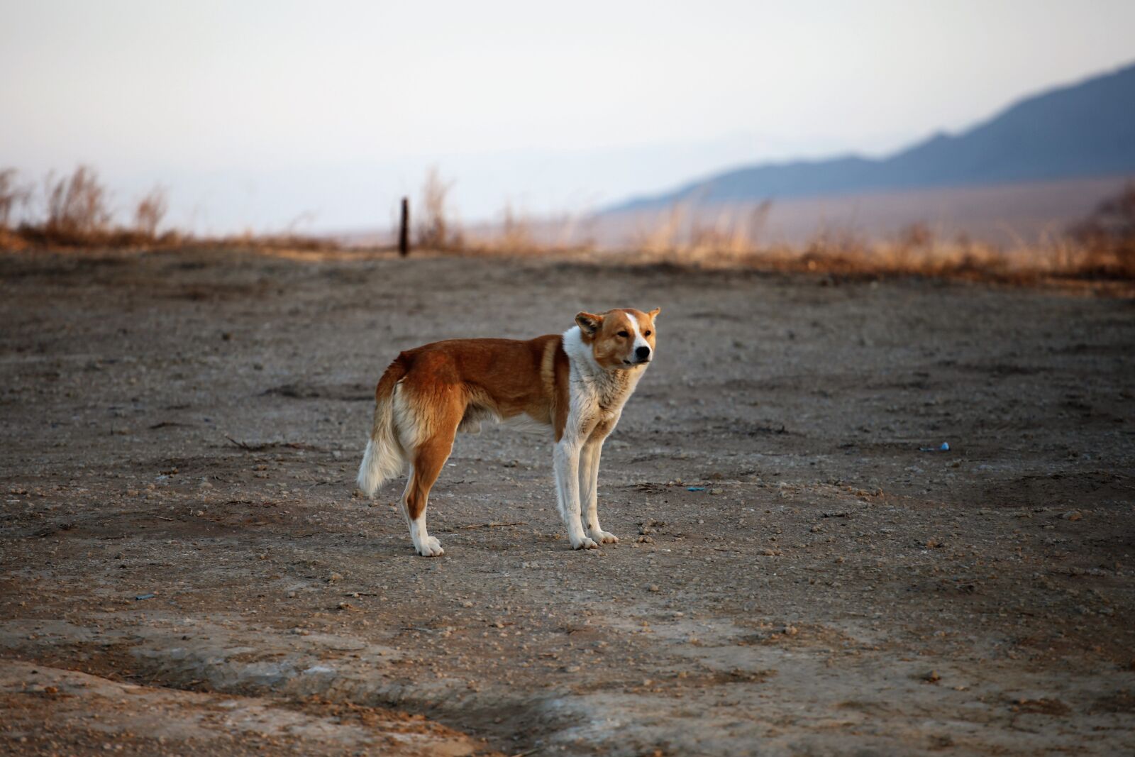 Canon EOS 5D Mark II sample photo. Dog, animal, canine photography