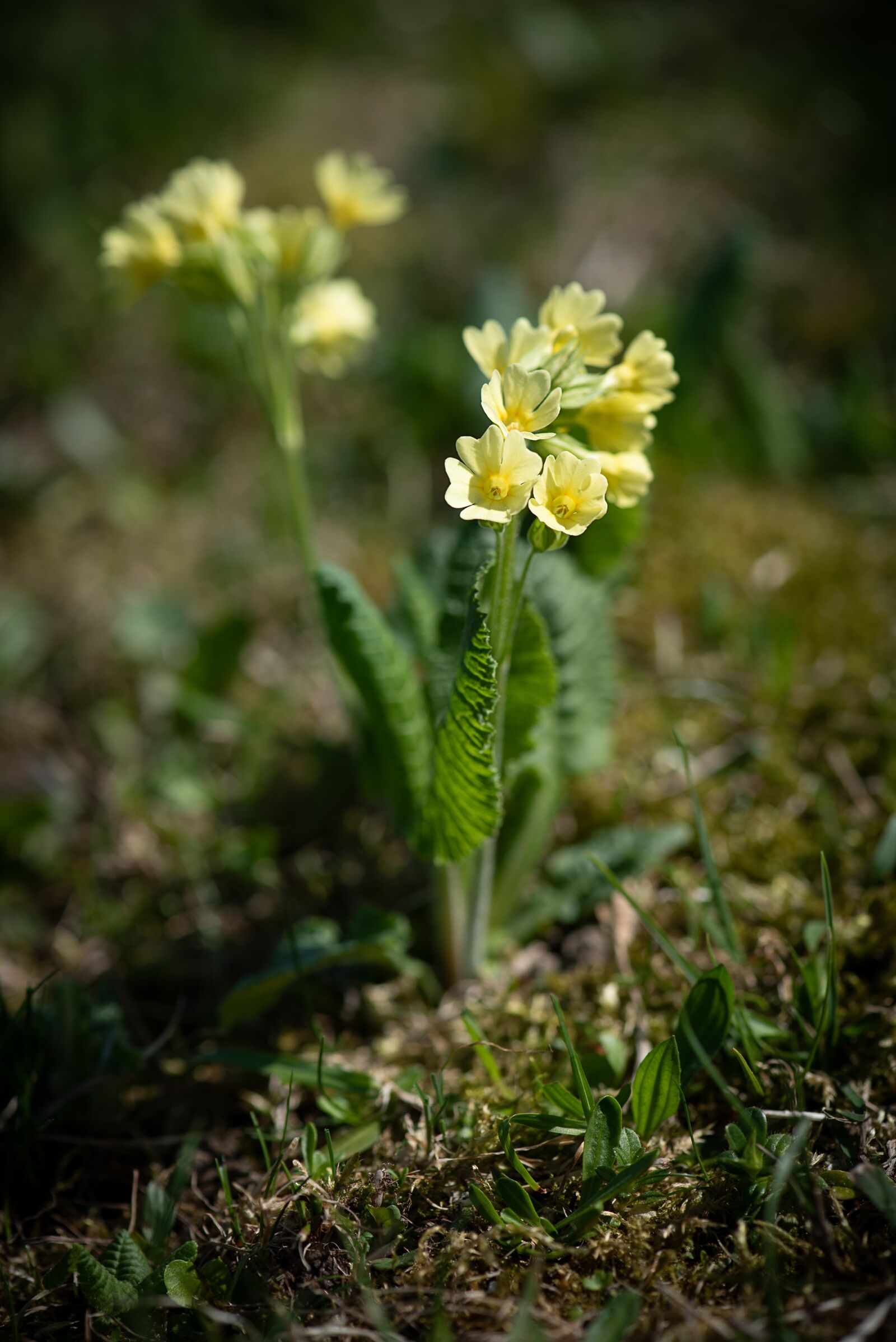 Nikon D750 sample photo. Cowslip, yellow, yellow flower photography