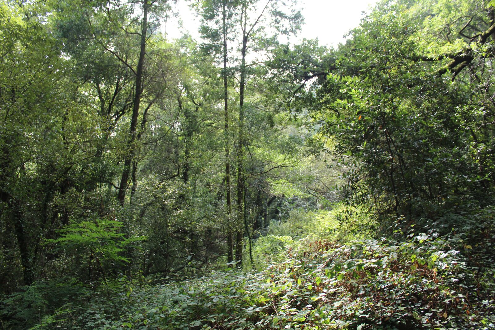 Canon EOS 1300D (EOS Rebel T6 / EOS Kiss X80) sample photo. Bosque, vigo, forest photography