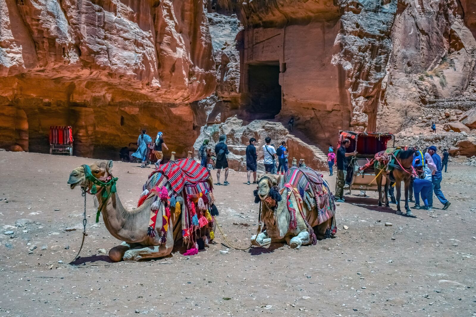 Nikon D3300 sample photo. Camels, transportation, desert photography